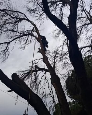 Arborista profesional realizando una tala controlada de altura en un árbol peligroso.